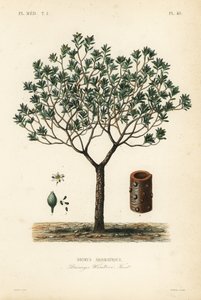 لحاء الشتاء أو كانيلو ، Drimys winteri ، Drimys aromatique بواسطة غير معروف