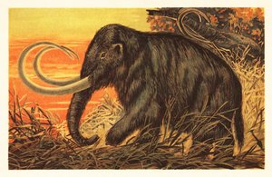 ماموث صوفي ، Mammuthus primigenius 1908 (ليثوجراف) بواسطة فنان غير معروف
