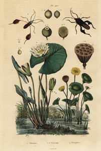 اللوتس الأصفر ، Nelumbo lutea 1 ، الحشرات ذات الأرجل الورقية ، Anisoscelis foliaceus 2 و Anoplocnemis curvipes 3 ، وزنبق الماء الأبيض ، Nymphaea alba 4 بواسطة غير معروف