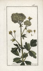 الخنزير الأصفر (ثاليكتروم فلافوم). مطبوعة حجرية من "Afbeelding der Artseny-Gewassen" ليوهانس زورن (1739-1799)، هولندا بواسطة فنان غير معروف