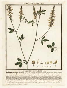 البرسيم الأصفر الحلو ، الكرنب الأصفر ، الكرنب المضلع ، Melilotus M. بواسطة فنان غير معروف