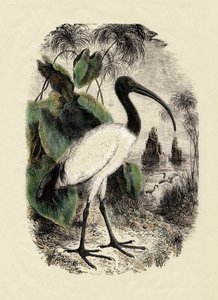 علم الحيوان: أبو منجل المقدس (Threskiornis aethiopicus)، نقش من القرن التاسع عشر بواسطة فنان غير معروف