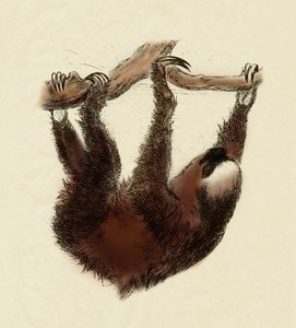 علم الحيوان: كسول (Bradypus tridactylus) بواسطة فنان غير معروف