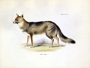 علم الحيوان: تمثيل لثعلب "Canis Azarae" من أمريكا الجنوبية الذي وصفه تشارلز داروين في رحلته على متن سفينة البيجل. لوحة من "علم الحيوان من رحلة السفينة H.M.S. Beagle تحت قيادة الكابتن فيتزروي خلال الأعوام 1832-1836" بواسطة فنان غير معروف