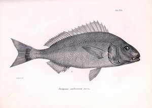 علم الحيوان: تمثيل لسمكة "Pristipoma cantharinum" التي وصفها تشارلز داروين أثناء رحلته على متن السفينة بيغل. لوحة من "علم الحيوان من رحلة السفينة H.M.S. Beagle تحت قيادة الكابتن فيتزروي خلال الأعوام 1832-1836" بواسطة فنان غير معروف