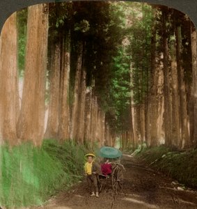 طريق أشجار أرز cryptomeria ، نيكو ، اليابان ، 1896. بواسطة أندروود أند أندروود