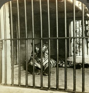 تم القبض على نمر آسر تم القبض عليه رجل ل 200 حالة وفاة ، كالكوتا ، الهند ، c1903. بواسطة أندروود أند أندروود