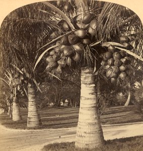أشجار جوز الهند في الرمال البيضاء لفلوريدا. الولايات المتحدة الأمريكية ، c1900. بواسطة أندروود أند أندروود