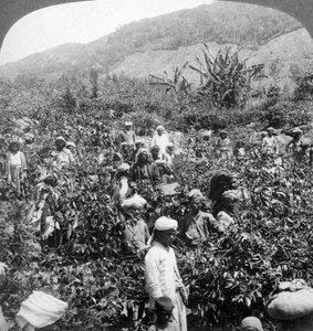 قطف القهوة على عقار السير توماس ليبتون ، دامبوتين ، سريلانكا ، 1903. بواسطة أندروود أند أندروود