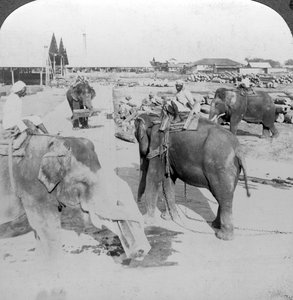 الفيلة تعمل في ساحة الأخشاب ، الهند ، 1900s. بواسطة أندروود أند أندروود