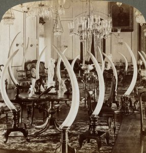 قاعة الأنياب ، في منزل السيدة دي سويسا ، بامبالابيتيا ، كولومبو ، سيلان ، 1903 بواسطة أندروود أند أندروود