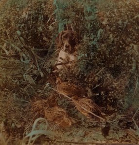 الصيد في بلد البراري الغربي ، طائر السمان والمؤشر - في قش الذرة ، 1903. الفنانين: إلمر أندروود ، بيرت إلياس أندروود. بواسطة أندروود أند أندروود