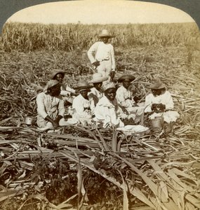في مزرعة السكر La Union ، سان لويس ، مقاطعة سانتياغو ، كوبا ، 1899. بواسطة أندروود أند أندروود