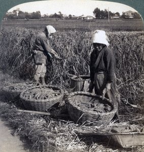 قطع الفلاحين الدخن ، بالقرب من يوكوهاما ، اليابان ، 1904 بواسطة أندروود أند أندروود