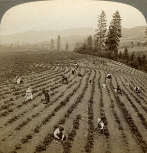 قطف الفراولة، Cedar Creek Farm، غطاء نهر النهر، أوريغون، USA. بواسطة أندروود أند أندروود