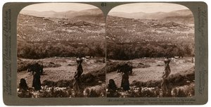 تل السامرة من الجنوب ، محاط ببساتين التين والزيتون ، فلسطين ، 1900. بواسطة أندروود أند أندروود