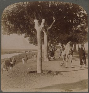 الطريق إلى الأهرامات ، مصر ، 1896. بواسطة أندروود أند أندروود