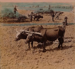 قلة من سكان الريف مع ماشيتهم في العمل في مزرعة بالقرب من جونكوبينغ ، السويد ، 1905. الفنانون: إلمر أندروود ، بيرت إلياس أندروود. بواسطة أندروود أند أندروود