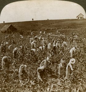 حقل التبغ ، مونبلير ، جامايكا ، 1900. بواسطة أندروود أند أندروود