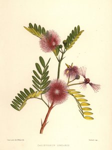 فرشاة الزجاجة ، Callistemon linearis (Calistemon linearis) بواسطة غير معروف