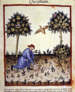 رجل يقطف البيض من عش الحجل. الإضاءة من حلب الأدوية وعلم التغذية "" Tacuinum sanitatis "" بواسطة فنان غير معروف