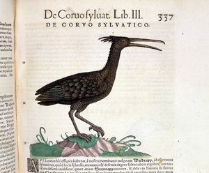 غراب الحيوانات البرية من تاريخ كونراد جيسنر ، زيورخ 1560. الموقع Nazionale Braidense. ميلان بواسطة فنان غير معروف
