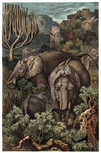 الفيل الأفريقي (Loxodonta) - الفيل الأفريقي (Loxodonta) - نقش من "" Brehm's Life of Animals "لألفريد إدموند بريهم (1829-1884) بواسطة فنان غير معروف