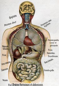 التشريح: جهاز الصدر والبطن. (الأمعاء والكبد والبنكرياس والرئة وما إلى ذلك) في La nouvelle medicine naturelle par FE Bilz ، 1898. بواسطة فنان غير معروف
