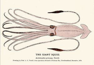 Architeuthis princeps ، فشل الحبار العملاق على شاطئ Fortune Bay (Newfoundland) في ديسمبر 1874 ووصفه لأول مرة الأستاذ A.E. Verrill. نقش العصر. بواسطة فنان غير معروف