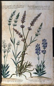 اللوح النباتي: الخزامى الحقيقي (Lavandula angustifolia) والخزامى الحامض (Lavandula latifolia). بواسطة فنان غير معروف