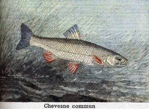 نقش Chevense البلدي من عام 1898 بواسطة فنان غير معروف