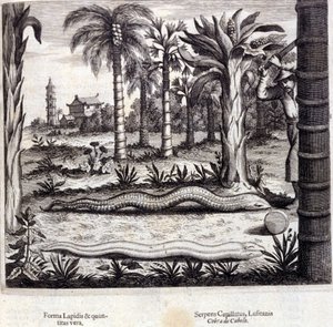 الكوبرا والأفعى السامة من الهند. "De China Monumenta" لأثناسيوس كيرشر (1601 - 1680) ، يسوعي ، مستشرق وعالم ألماني ، أمستردام 1667. بواسطة فنان غير معروف