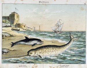 Dauphin and Narwhal (أو Narwhal) ، حيتانيات - في "" القصص الطبيعية للثدييات "" ، أد. شرايبر بواسطة فنان غير معروف