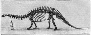 هيكل عظمي للديناصور: "" Brontosaurus excelsus "، مارس. العصر الجوراسي العلوي لجبال روكي. استنساخ الرسم الذي أرسله السيد مارش إلى ألبرت جودري من المعهد. النقش في "" La Nature: revue des sciences et de leurs applications aux بواسطة فنان غير معروف