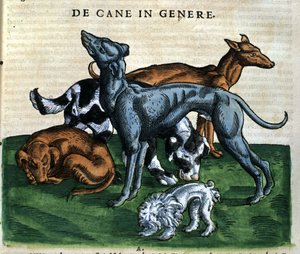 كلاب من تاريخ الحيوانات بقلم كونراد جيسنر ، زيورخ 1560. الموقع Nazionale Braidense. ميلان بواسطة فنان غير معروف