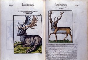 تاريخ الغزلان في الحيوانات على صفحتين بقلم كونراد جيسنر (1516-1565) ، زيورخ بواسطة فنان غير معروف