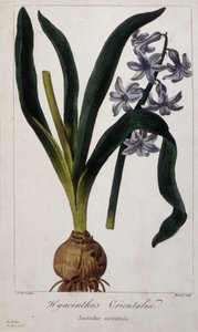 صفير شرقي (Hyacinthus Orientalia) لوح نباتي للنباتات الآسيوية من القرن التاسع عشر. بواسطة فنان غير معروف