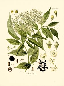 Elder Bore Tree (لون litho) بواسطة فنان غير معروف