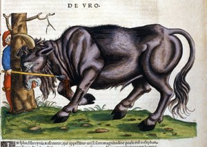 البيسون الأوروبي (Bos primigenius primigenius) الذي توفي سلالته في القرن السابع عشر في "Historia Animalium" بقلم كونراد جيسنر بواسطة فنان غير معروف