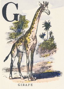 G: زرافة بواسطة فنان غير معروف