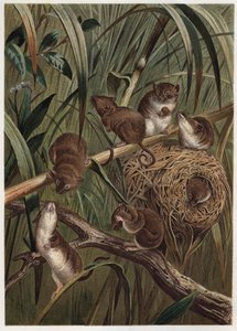 جرذ الحصاد (أو الفأر القزم) - فأر الحصاد الأوراسي (Micromys minutus) - نقش من "" Brehm's Life of Animals "" لألفريد إدموند بريهم (1829-1884) بواسطة فنان غير معروف