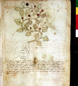 عشبة "" Idriam Maggiore "" "أو العشب" "على شكل عقدة بسيطة" ". لوحة نباتية ، مكتبة ريميني العالمية بواسطة فنان غير معروف