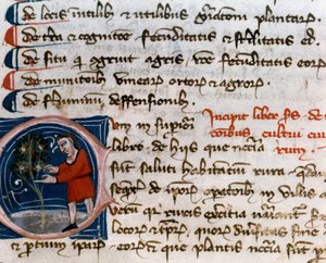 البستنة: جني الثمار. التفاصيل. صفحة المخطوطة (MS.s.vi) "معاملة زراعية" (Trattato di agraria) بقلم Pietro de Crescenzi (حجر الهلال أو Crescens Stone) (1233-1320) القرن الرابع عشر Cesena، Biblioteca Malatestiana بواسطة فنان غير معروف