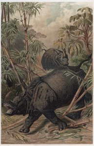 وحيد القرن الهندي - وحيد القرن الهندي (Rhinoceros unicornis) - نقش من "" Brehm's Life of Animals "" لألفريد إدموند بريهم (1829-1884) بواسطة فنان غير معروف