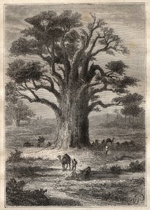 رحلة (1798) بقلم فريدريك كونراد (كونراد) هورنمان (1772-1801) إلى فزان (ليبيا): الباوباب - رسم مأخوذ من "" البحارة العظماء في القرن الثامن عشر "" بواسطة فنان غير معروف