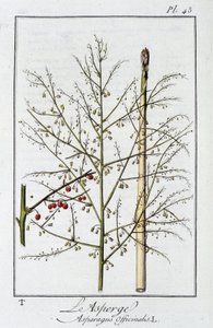 Asparagus (Asparagus Officinalis) - in "Exercises de botany à l'usage des commercants"، redige by JC Philibert، Imprimerie de Crapelet، Paris بواسطة فنان غير معروف