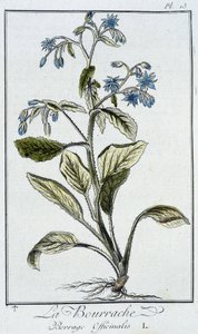 بوريج (Borrage Officinalis) - في "تمارين علم النبات للتجار" ، بقلم جي سي فيليبيرت ، Imprimerie de Crapelet ، باريس بواسطة فنان غير معروف