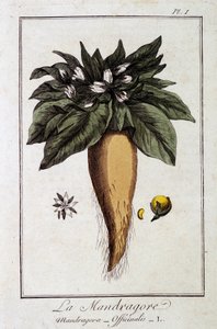 Mandragore (Mandragora Officinalis) - في "تمارين علم النبات للمتداولين" ، redige بواسطة JC Philibert ، Imprimerie de Crapelet ، Paris بواسطة فنان غير معروف