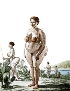 La Venus Hottentote ، امرأة من سلالة Bochiman (The Hottentot Venus ،) نقش عام 1815. بواسطة فنان غير معروف
