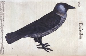 La choucas في تاريخ الحيوانات بقلم كونراد جيسنر (1516-1565) ، زيورخ بواسطة فنان غير معروف